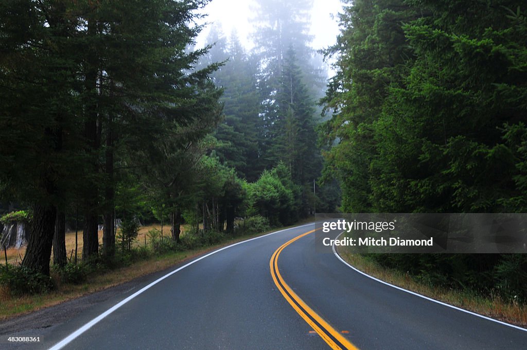 Deserted forest highway
