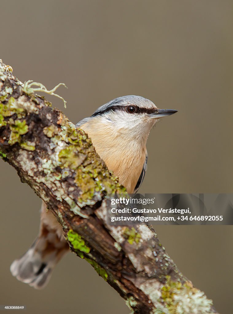 Eurasian Nuthatch