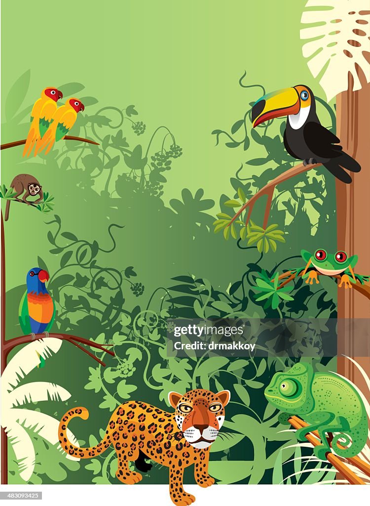 Tropical rainforest