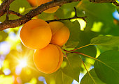Apricot tree with fruits