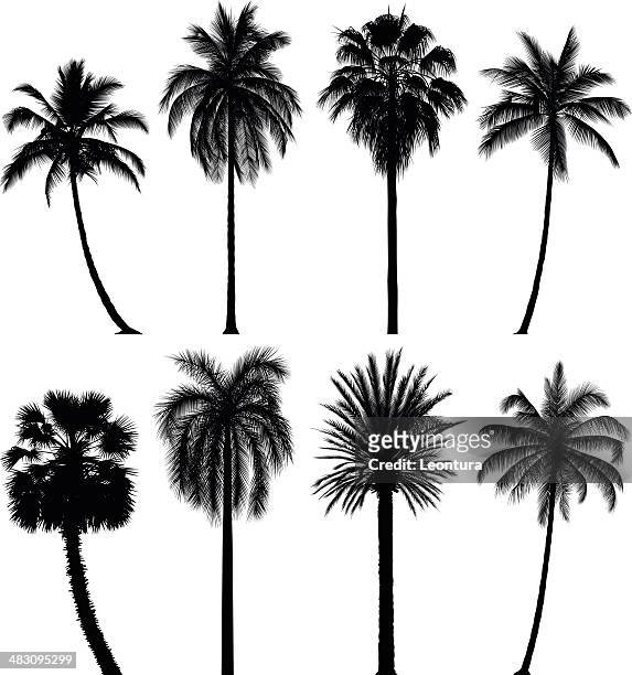 incredibly detailed palm trees - tropical tree isolated stock illustrations