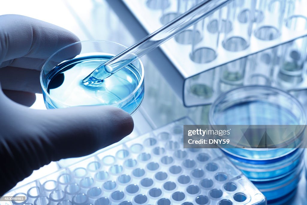 Científico de tomar una muestra de una placa de petri con una pipeta