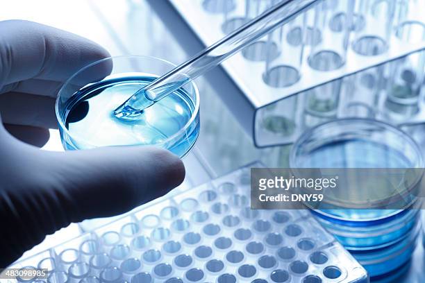 scientist taking a sample out of a petri dish using a pipette - research stock pictures, royalty-free photos & images