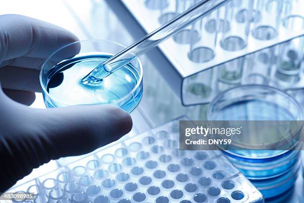 cientista a colheita de uma amostra de uma placa de petri com uma pipeta - biologia imagens e fotografias de stock