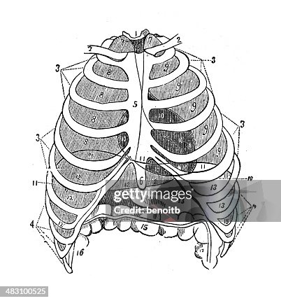 Bone Labelling Chest Chest Bones High-Res Vector Graphic - Getty Images