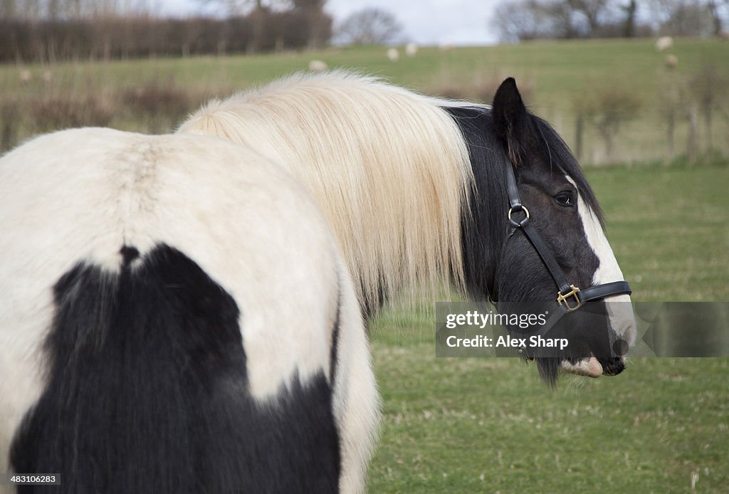 Horses head