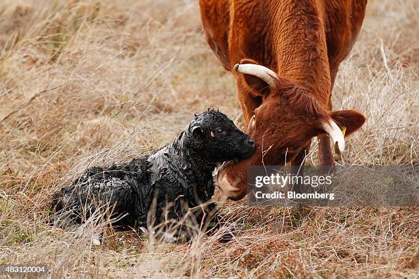 Devon cow nuzzles its newborn calf at the Mulloon Creek Natural Farm in Bungendore, Australia, on Thursday, July 30, 2015. Australia's gross domestic...