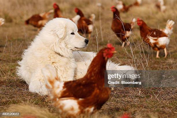 Maremma Sheepdog lies among Bond Red hens in a field at the Mulloon Creek Natural Farm in Bungendore, Australia, on Thursday, July 30, 2015....