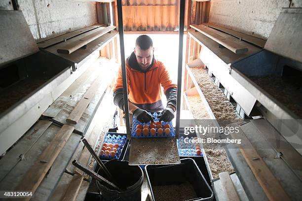 An employee collects eggs inside a mobile chicken shed at the Mulloon Creek Natural Farm in Bungendore, Australia, on Thursday, July 30, 2015....