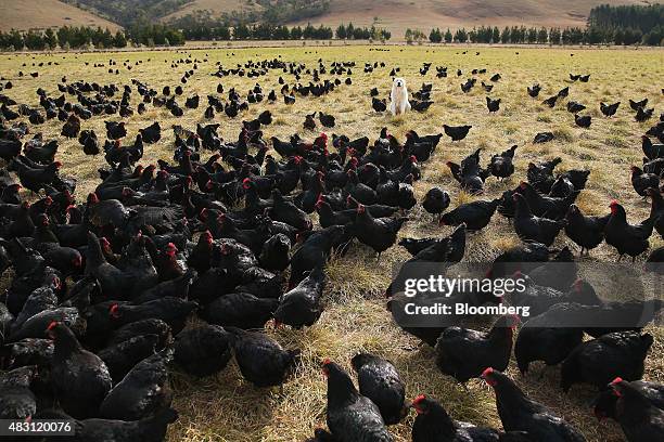 Maremma Sheepdog stands among Bond Black hens in a field at the Mulloon Creek Natural Farm in Bungendore, Australia, on Thursday, July 30, 2015....