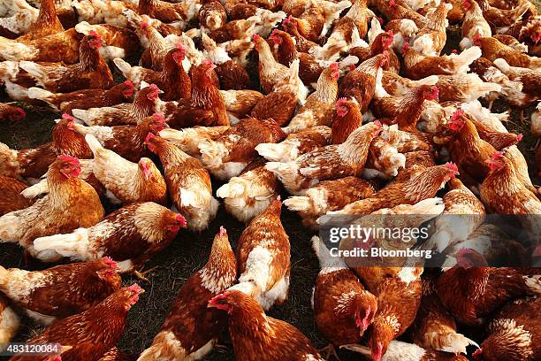 Bond Red hens stand in a field at the Mulloon Creek Natural Farm in Bungendore, Australia, on Thursday, July 30, 2015. Australia's gross domestic...