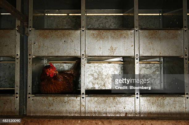 Bond Red hen sits in a nest box inside a mobile chicken shed at the Mulloon Creek Natural Farm in Bungendore, Australia, on Thursday, July 30, 2015....