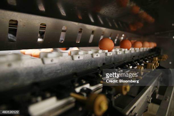 Eggs are scaled and divided for packaging at the Mulloon Creek Natural Farm in Bungendore, Australia, on Friday, July 31, 2015. Australia's gross...