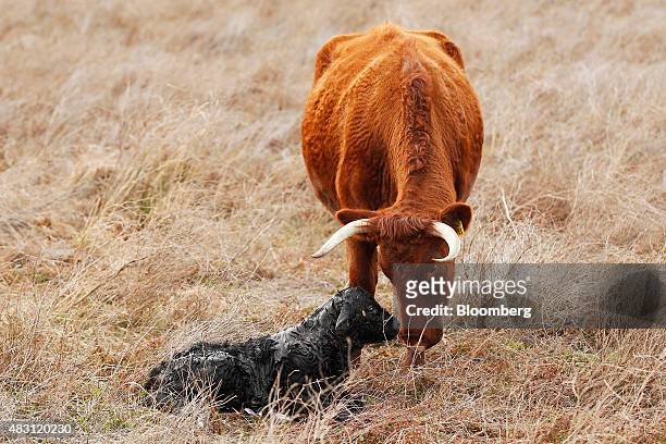 Devon cow stands next to its newborn calf at the Mulloon Creek Natural Farm in Bungendore, Australia, on Thursday, July 30, 2015. Australia's gross...