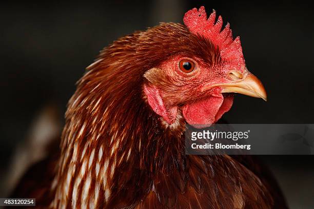 Bond Red hen stands inside a mobile chicken shed at the Mulloon Creek Natural Farm in Bungendore, Australia, on Thursday, July 30, 2015. Australia's...