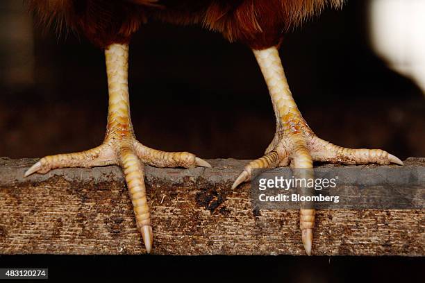 The claws of a Bond Red hen are seen at the Mulloon Creek Natural Farm in Bungendore, Australia, on Thursday, July 30, 2015. Australia's gross...