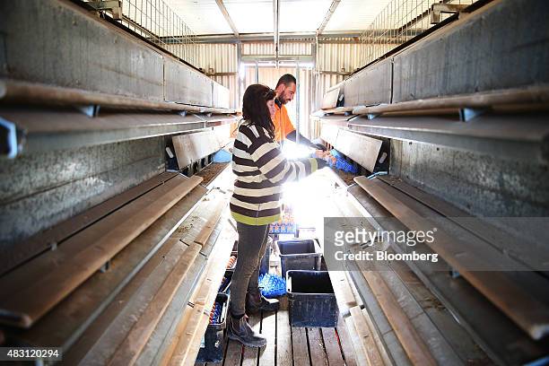 Employees collect eggs inside a mobile chicken shed at the Mulloon Creek Natural Farm in Bungendore, Australia, on Thursday, July 30, 2015....