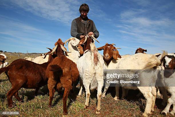 An employee feeds Boer goats at the Mulloon Creek Natural Farm in Bungendore, Australia, on Thursday, July 30, 2015. Australia's gross domestic...