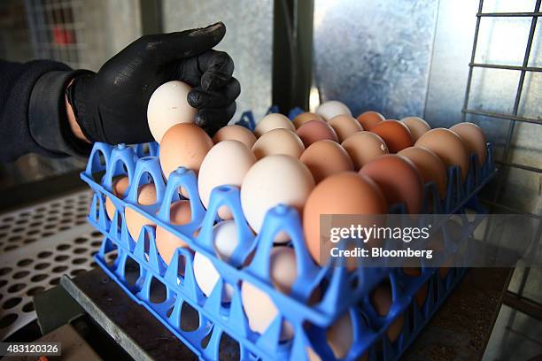 An employee collects eggs at the Mulloon Creek Natural Farm in Bungendore, Australia, on Thursday, July 30, 2015. Australia's gross domestic product...