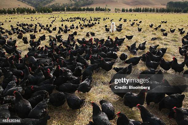 Maremma Sheepdog stands among Bond Black hens in a field at the Mulloon Creek Natural Farm in Bungendore, Australia, on Thursday, July 30, 2015....