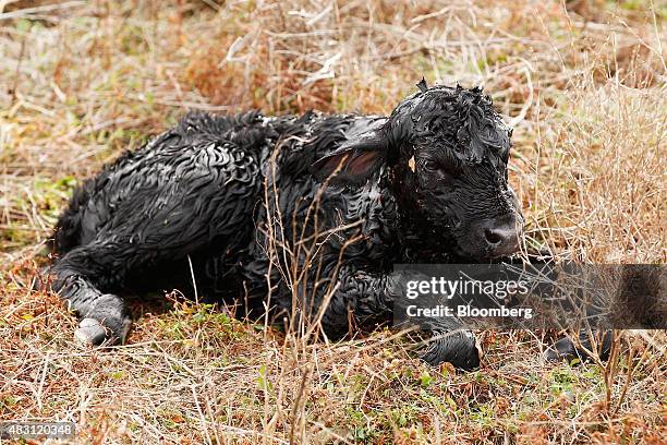 Newborn Devon calf lies in a field at the Mulloon Creek Natural Farm in Bungendore, Australia, on Thursday, July 30, 2015. Australia's gross domestic...