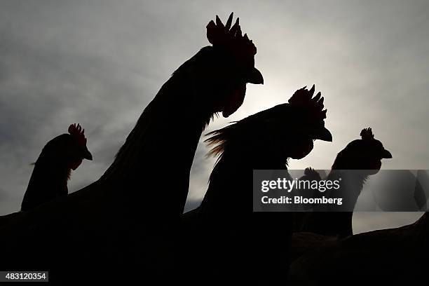 The silhouettes of Bond Red hens are seen as they stand in a field at the Mulloon Creek Natural Farm in Bungendore, Australia, on Thursday, July 30,...
