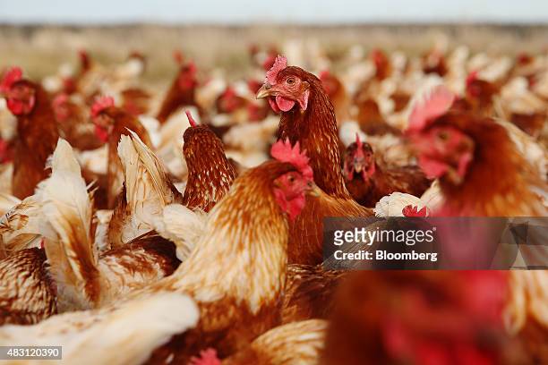 Bond Red hens stand in a field at the Mulloon Creek Natural Farm in Bungendore, Australia, on Thursday, July 30, 2015. Australia's gross domestic...