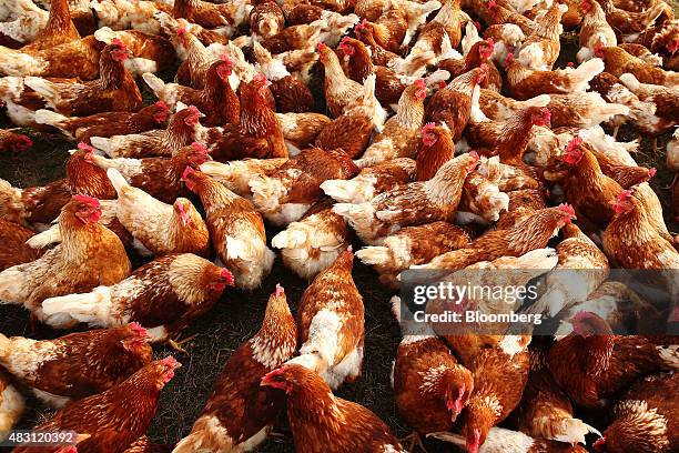 Bond Red hens stand in a field at the Mulloon Creek Natural Farm in Bungendore, Australia, on Thursday, July 30, 2015. Australia's gross domestic...