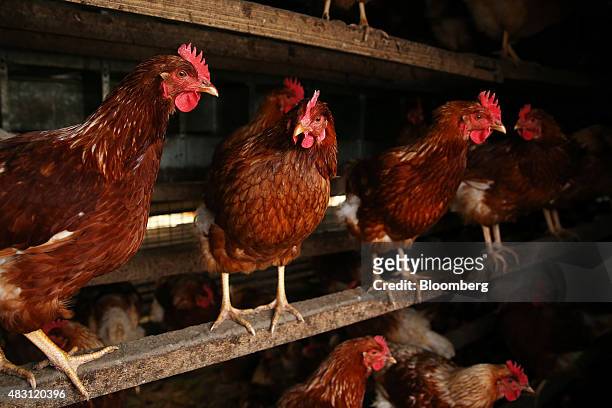 Bond Red hens stand inside a mobile chicken shed at the Mulloon Creek Natural Farm in Bungendore, Australia, on Thursday, July 30, 2015. Australia's...