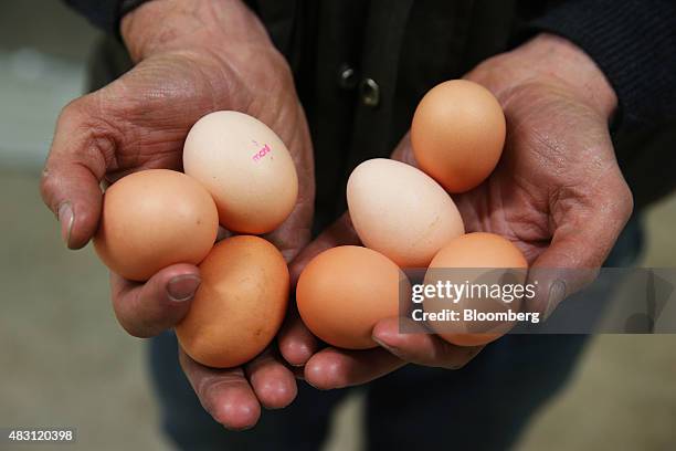 An employee holds eggs for a photograph at the Mulloon Creek Natural Farm in Bungendore, Australia, on Thursday, July 30, 2015. Australia's gross...