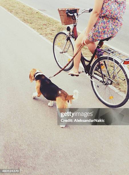 my little pet - bicycle basket stock pictures, royalty-free photos & images