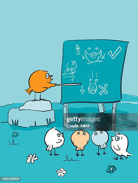 bird brains flying lesson - class room cartoon - flight instructor stock illustrations