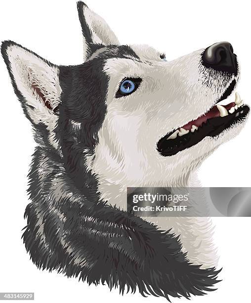 59点のシベリアンハスキーイラスト素材 Getty Images 59点のシベリアンハスキーイラスト素材 Getty Images