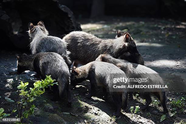 View of a group of raccoon dogs or Tanuki at the Chapultpec Zoo in Mexico City on August 06, 2015. A month ago nine raccoon dog pups were born. This...