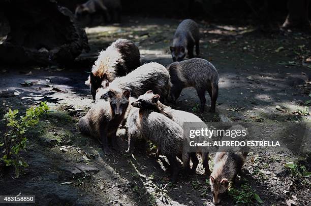 View of a group of raccoon dogs or Tanuki at the Chapultpec Zoo in Mexico City on August 06, 2015. A month ago nine raccoon dog pups were born. This...