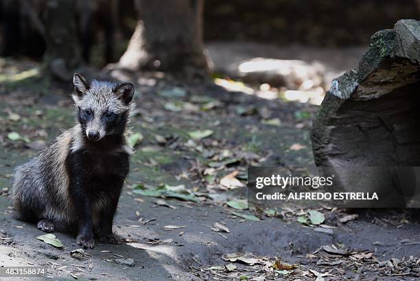 View of a raccoon dog or Tanuki at the Chapultpec Zoo in Mexico City on August 06, 2015. A month ago nine raccoon dog pups were born. This species is...