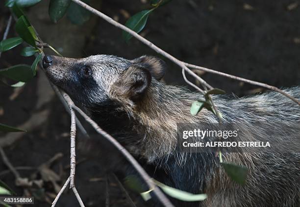 View of a raccoon dog or Tanuki at the Chapultpec Zoo in Mexico City on August 06, 2015. A month ago nine raccoon dog pups were born. This species is...