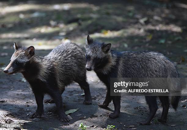 View of raccoon dogs or Tanuki at the Chapultpec Zoo in Mexico City on August 06, 2015. A month ago nine raccoon dog pups were born. This species is...