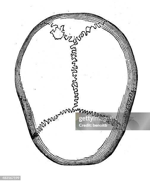 ilustraciones, imágenes clip art, dibujos animados e iconos de stock de sutura coronal de cráneo - suture