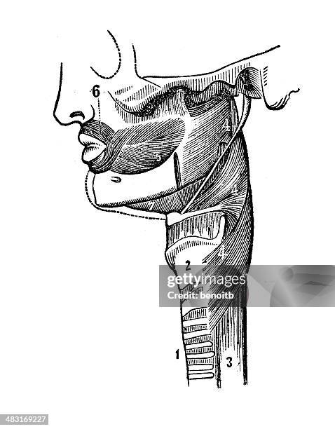mouth and neck - pharynx stock illustrations