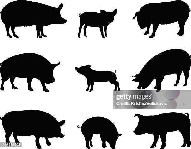 ilustraciones, imágenes clip art, dibujos animados e iconos de stock de los cerdos silueta - pig