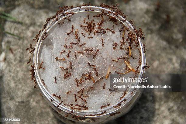 Ants enter a jar which is used for breeding on April 5, 2014 in Bogor, Indonesia. Breeders can produce 300 pounds of eggs and hundreds of thousands...