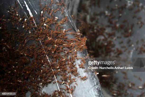 Ants are separated from their eggs on April 5, 2014 in Bogor, Indonesia. Breeders can produce 300 pounds of eggs and hundreds of thousands of ants...