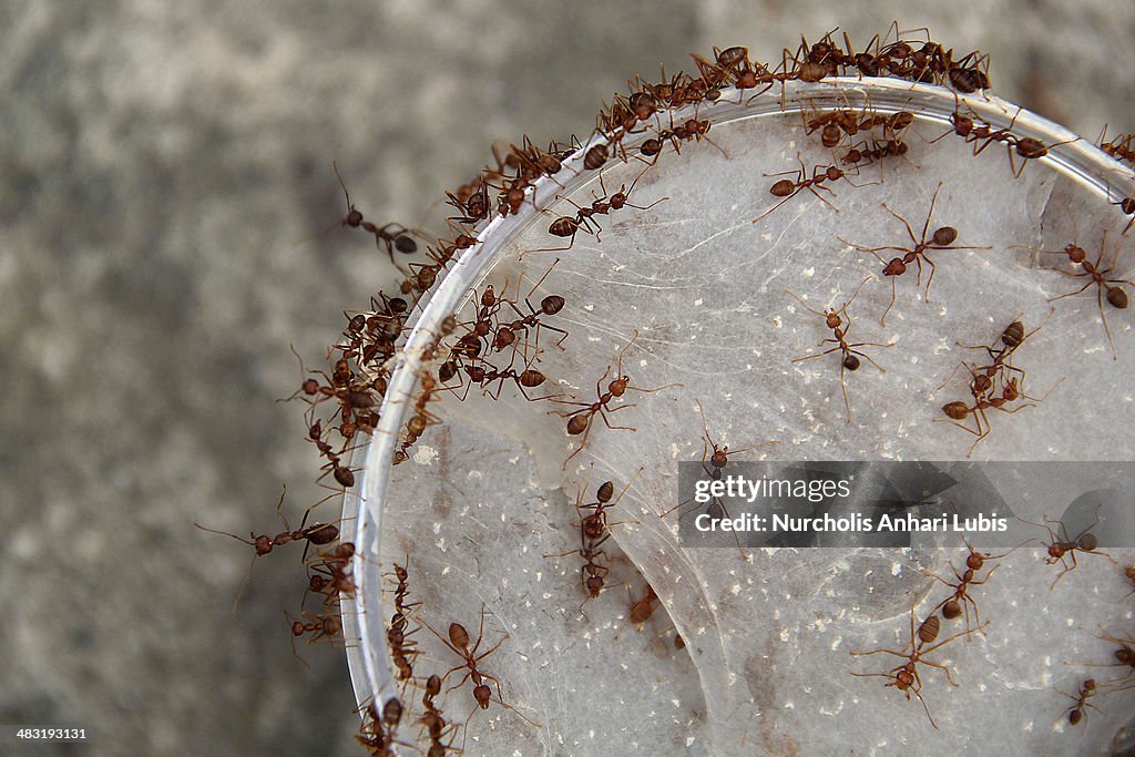 Ant Breeders Of Bogor