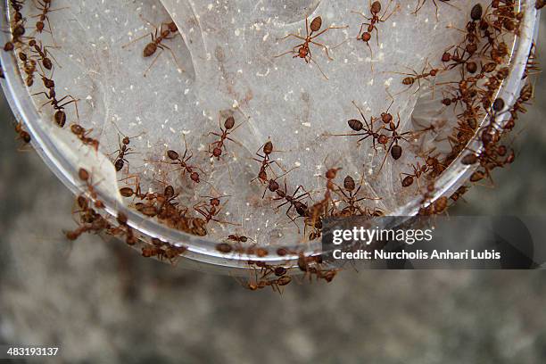 Ants enter a jar which is used for breeding on April 5, 2014 in Bogor, Indonesia. Breeders can produce 300 pounds of eggs and hundreds of thousands...