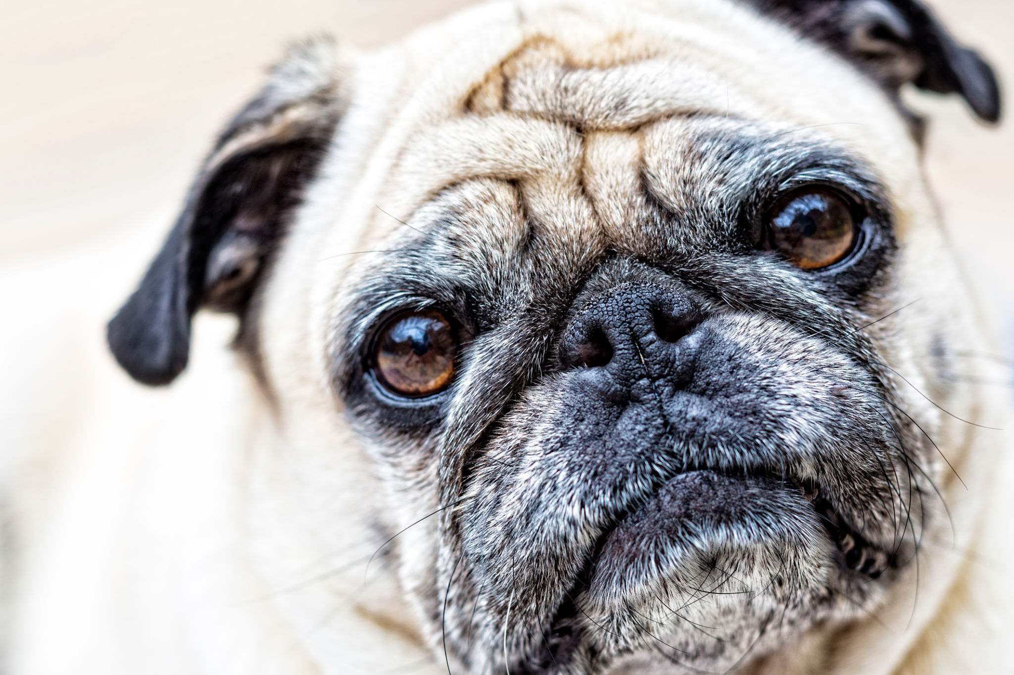 Senior Pug Looking at the Camera Senior Pug Looking at the Camera