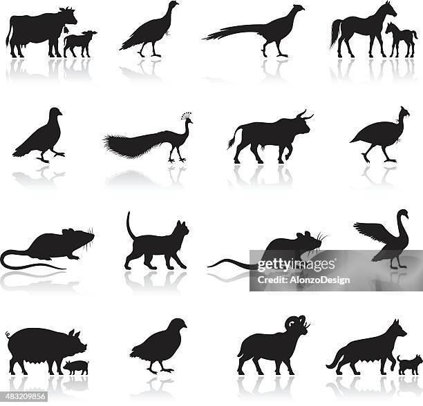 illustrazioni stock, clip art, cartoni animati e icone di tendenza di silhouette di animali della fattoria - pavone