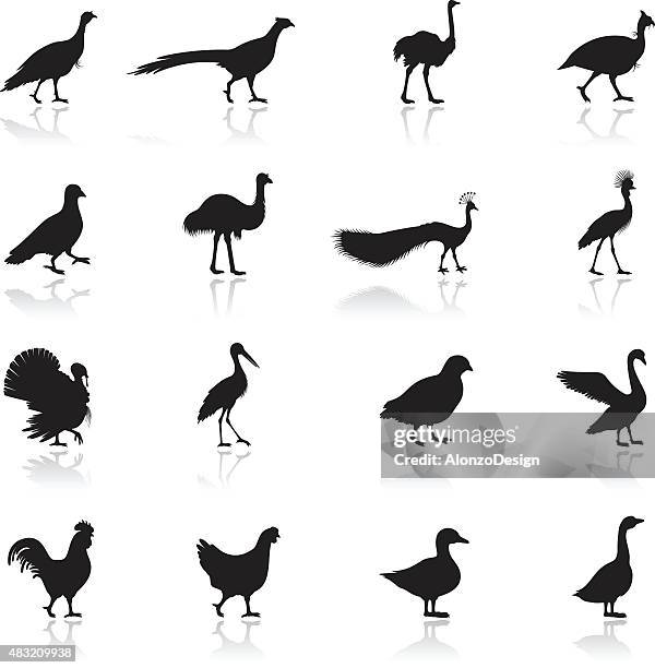 stockillustraties, clipart, cartoons en iconen met poultry silhouettes - emu farming