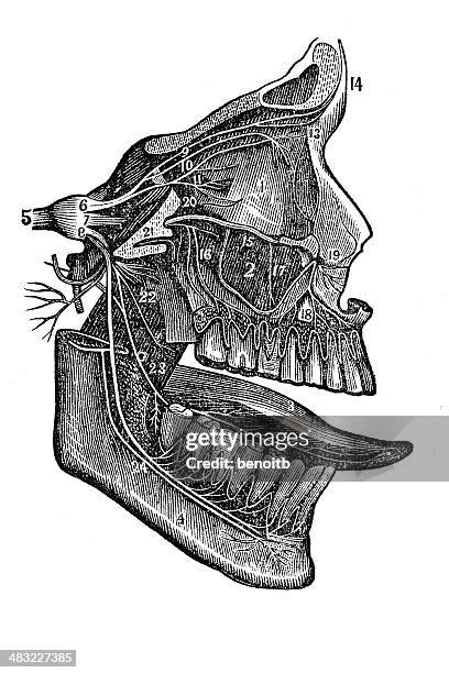 nose and mouth - pharynx stock illustrations