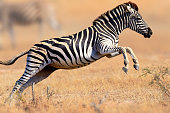 Zebra running and jumping